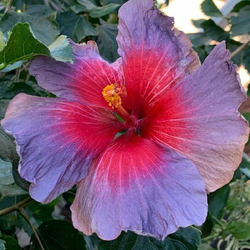 من عاشقشم میدونی خاله خاطرخواهم زیاد داره دل من وصله به اون